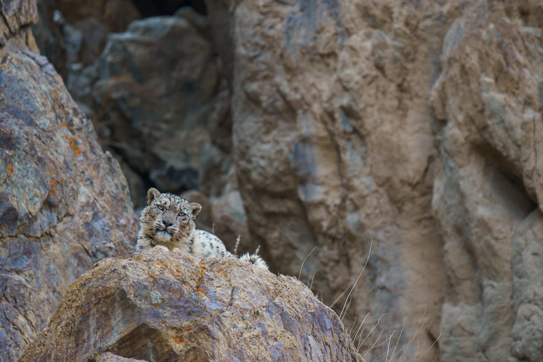 Snow Leopard Resting on rock