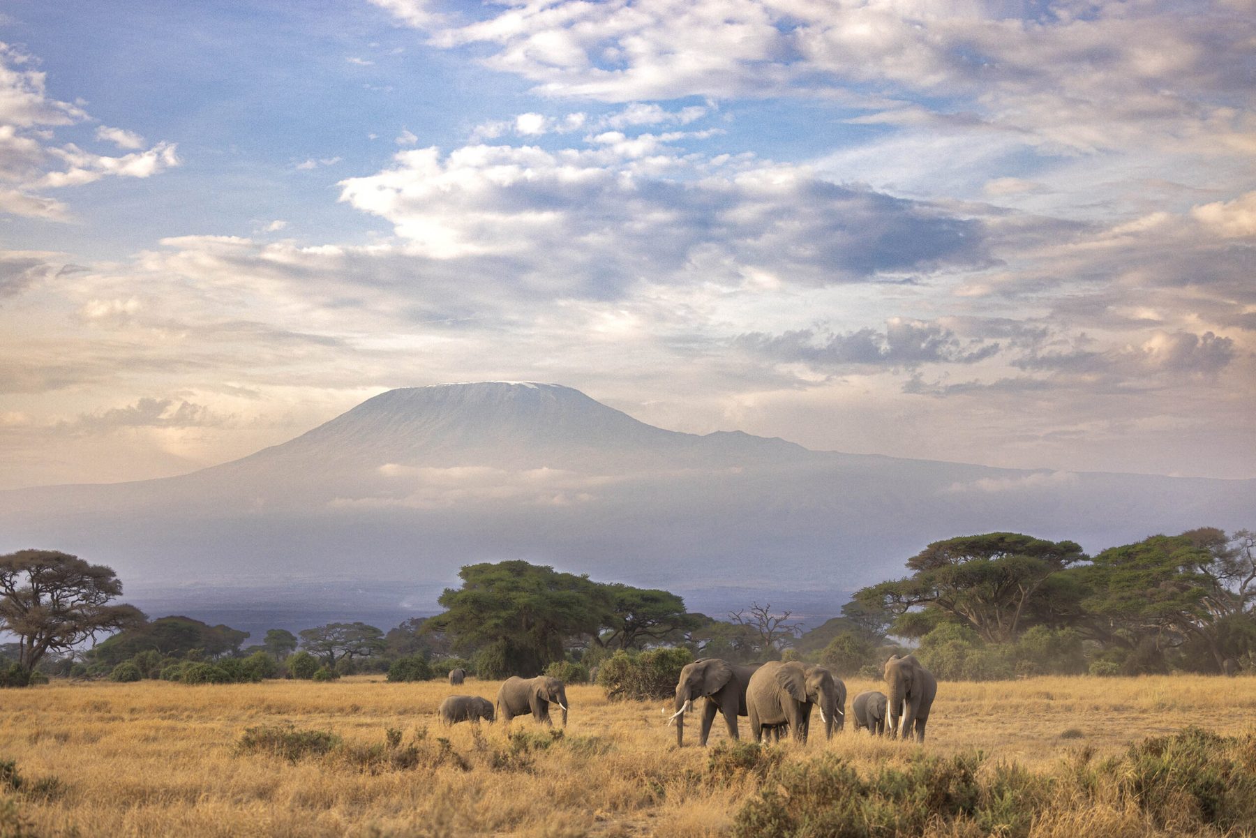 A line of elephants crossing open savannah with Kilimanjaro filling the sky behind them