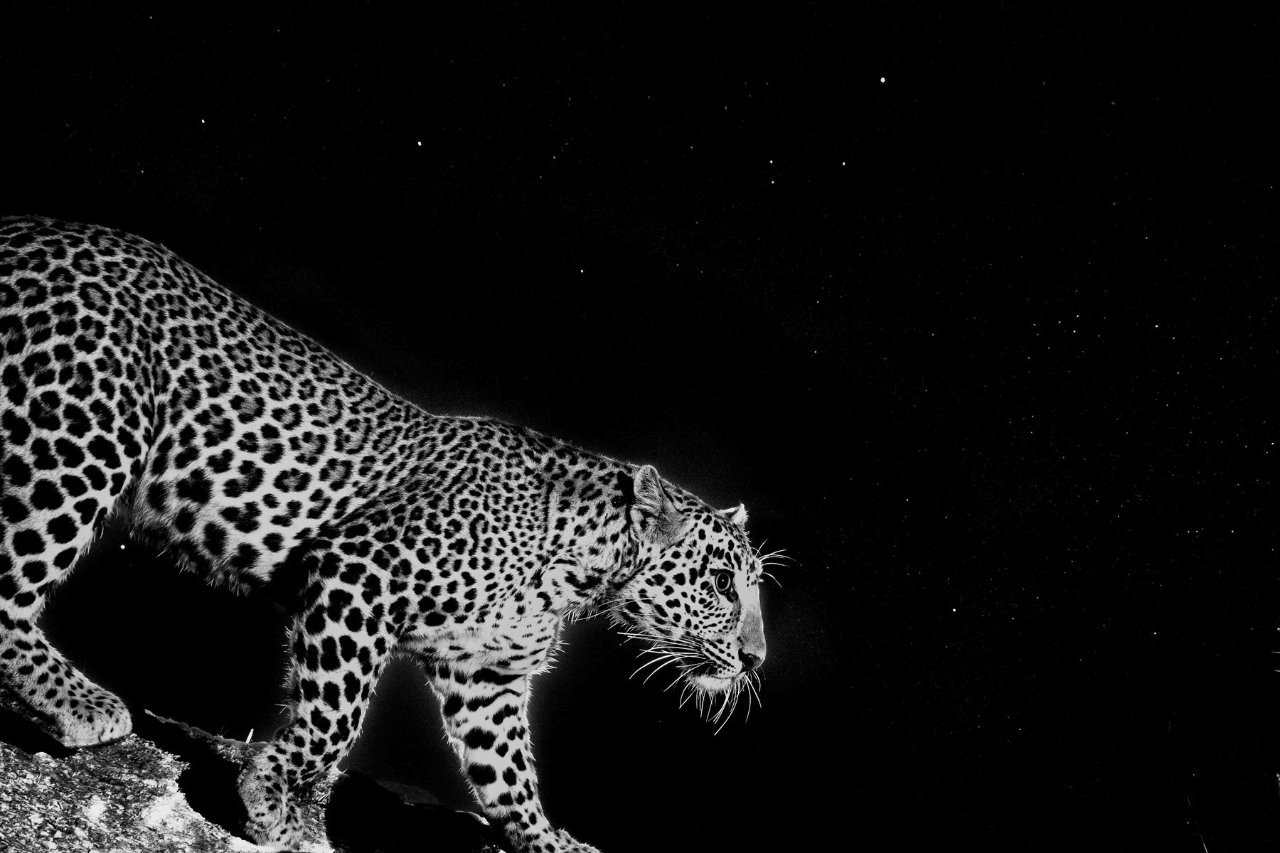 A leopard walking side-on, its spotted coat lit against pure black in a high-contrast frame