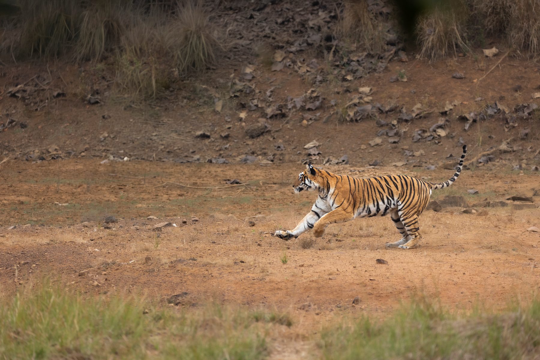 Maya lunges at a Sambar