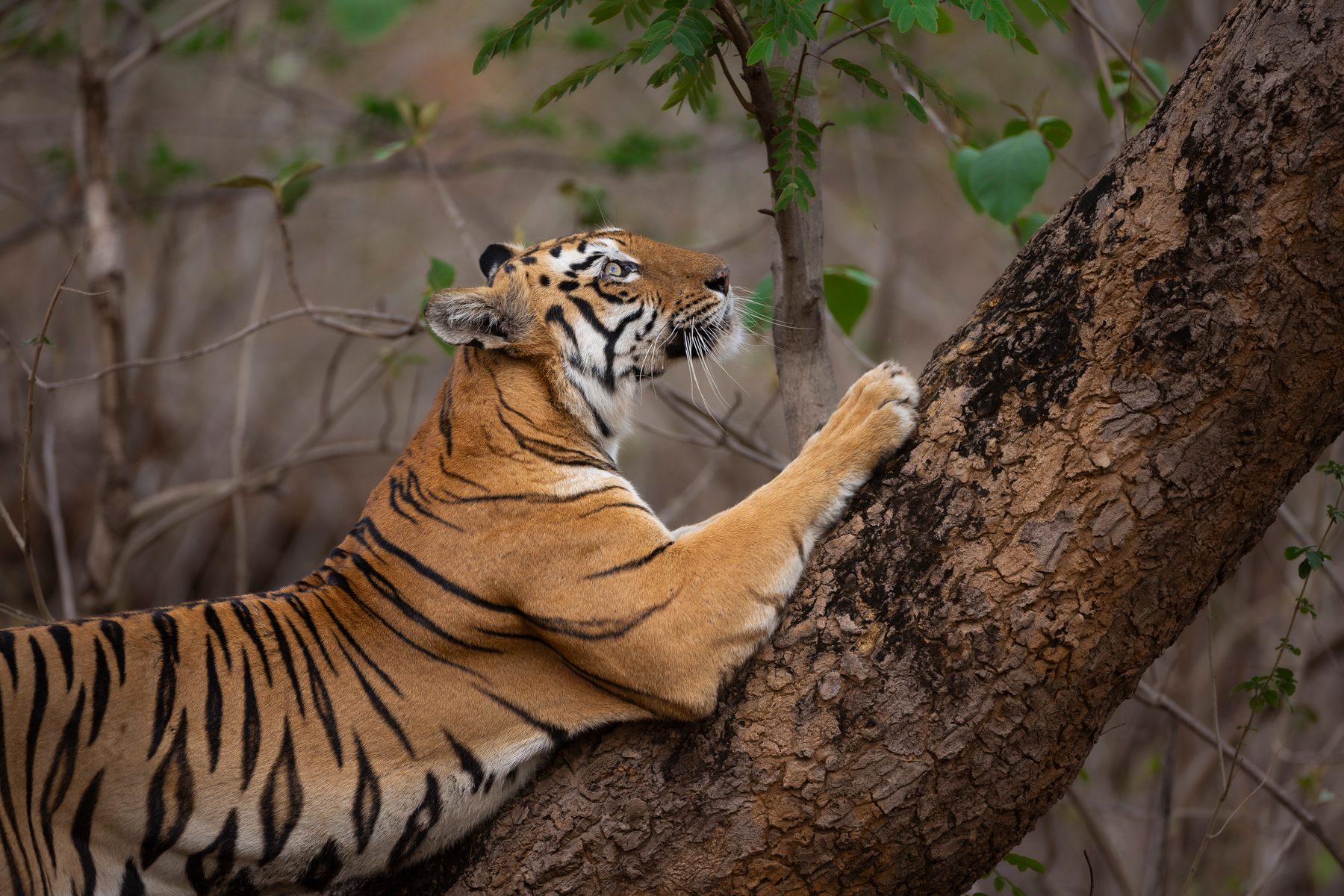 Maya scratch marks a tree.