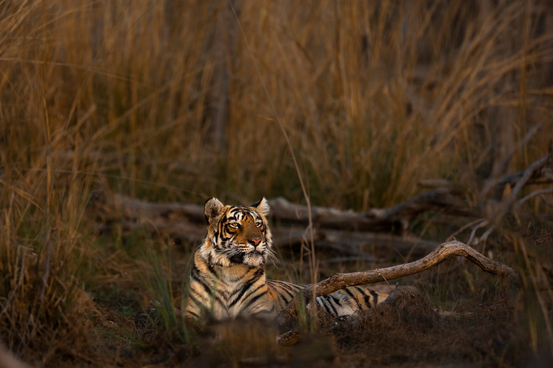 Siddhi sleeps in the grass as the sun starts to set
