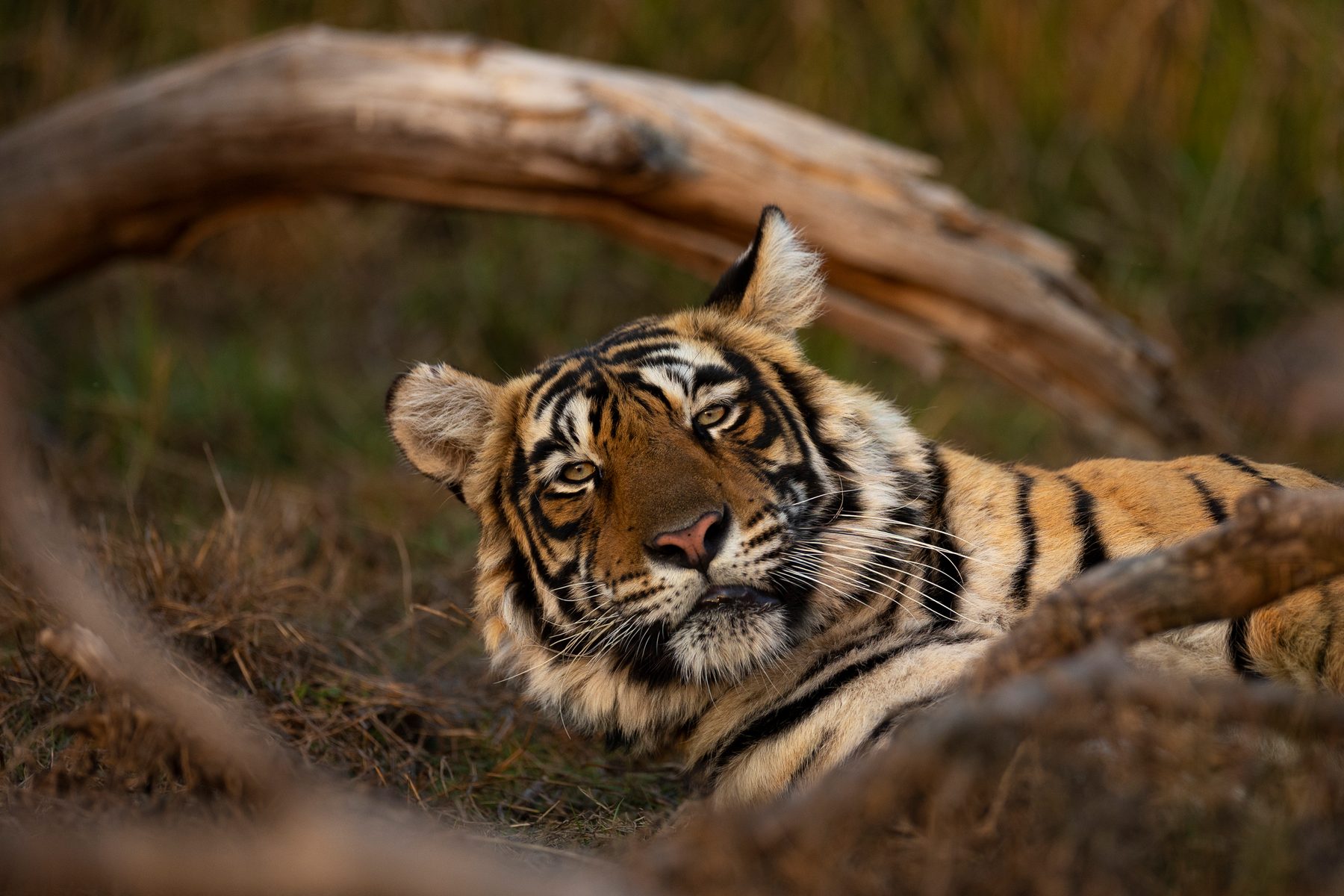 Siddhi looks at us as she lays down for a nap