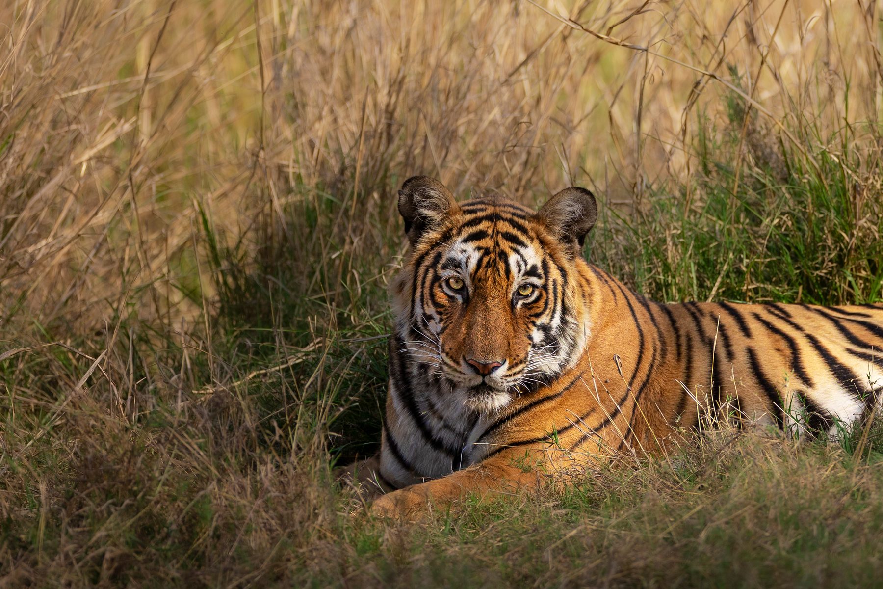 Shakti rests in the grass