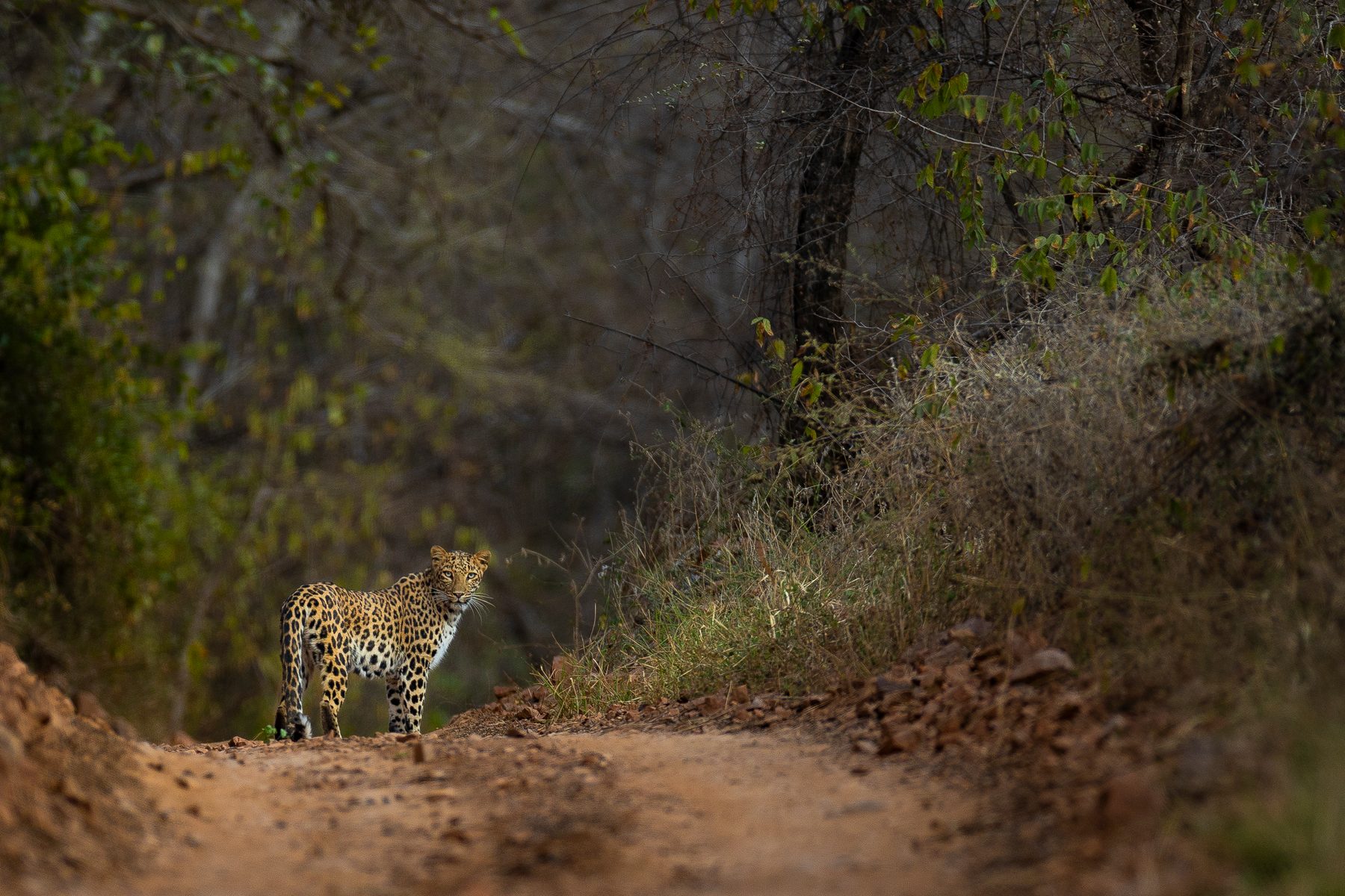 A leopard on the tracks