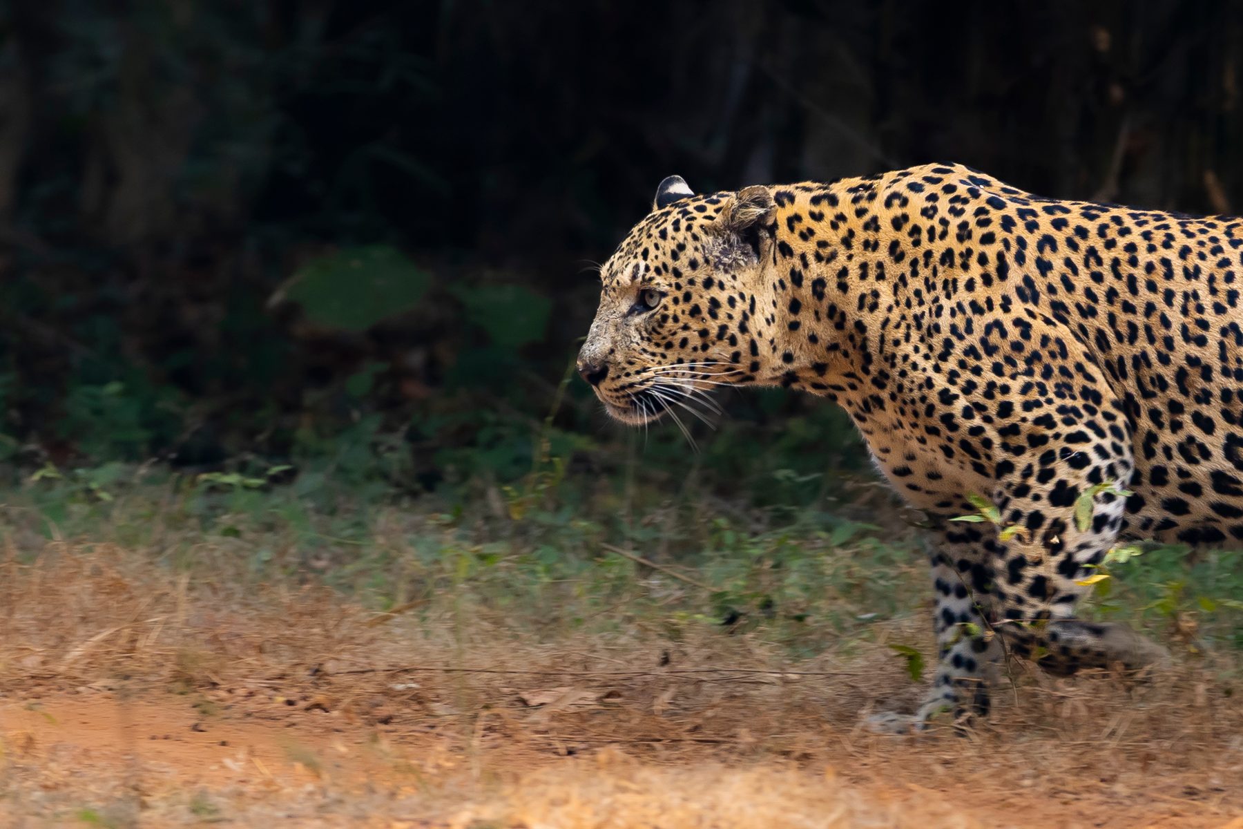Male Leopard walks across the track.