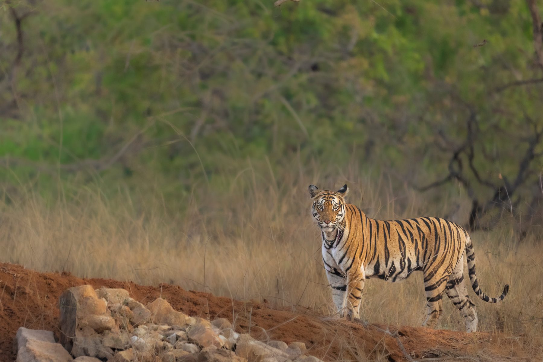 Darraha Bachchi marks her territory on a summer's morning.