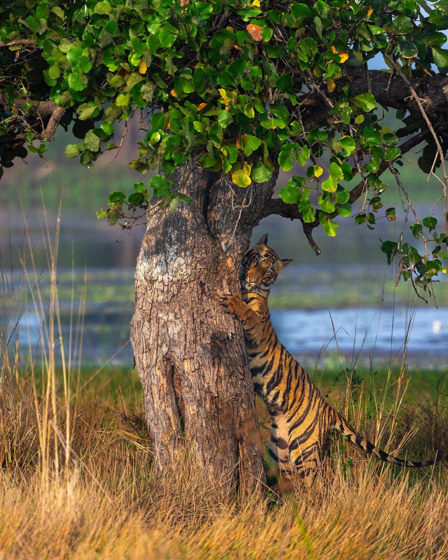 Nano the Tree Hugger