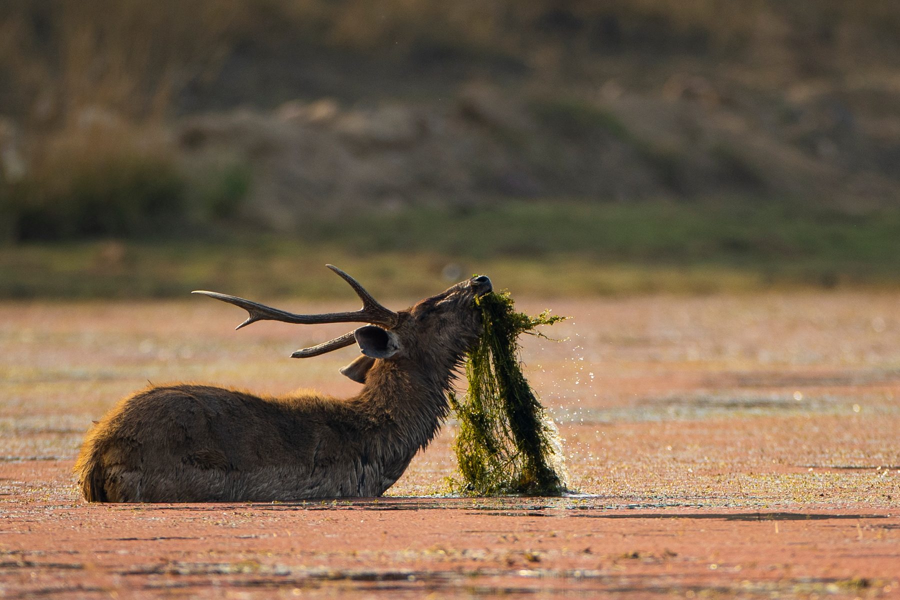 A sambar feeding in the lake