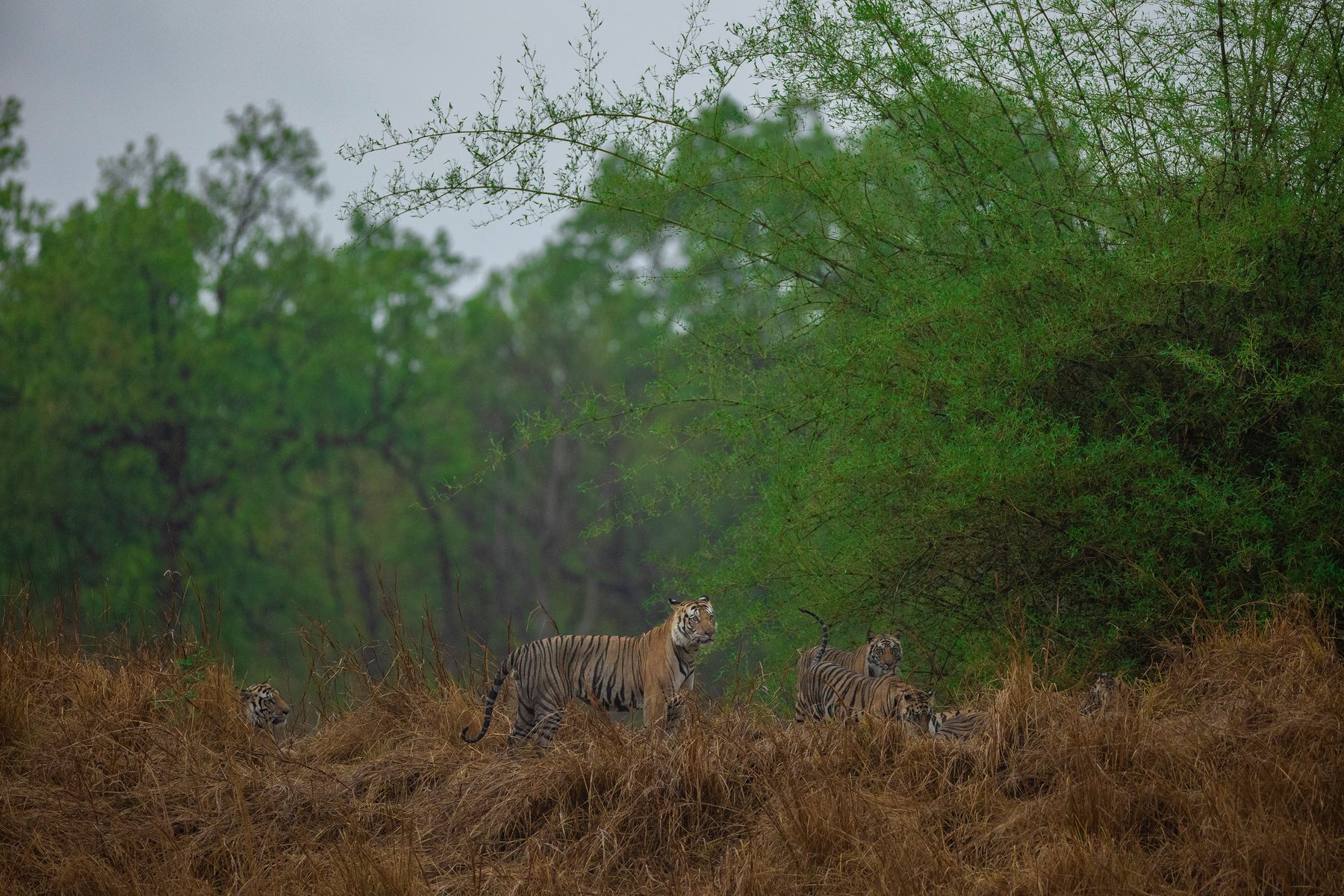 The Mahaman Dottie family consisting of four cubs, two adults, and one sub-adult male tiger from a different female