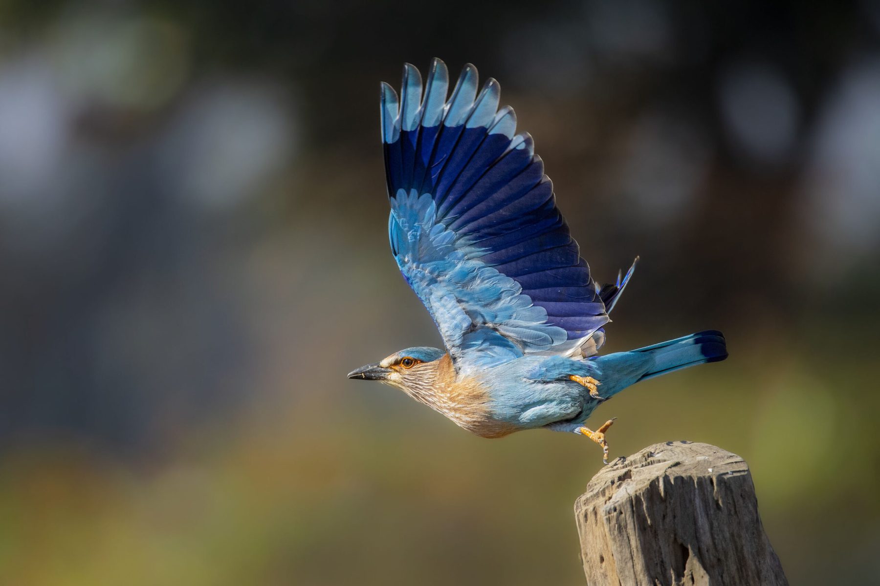 An Indian roller lifting off a fence post with both wings spread, the blue of the flight feathers fully open