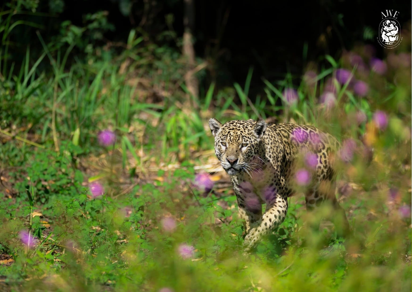 A jaguar walking towards the camera through low purple flowering scrub