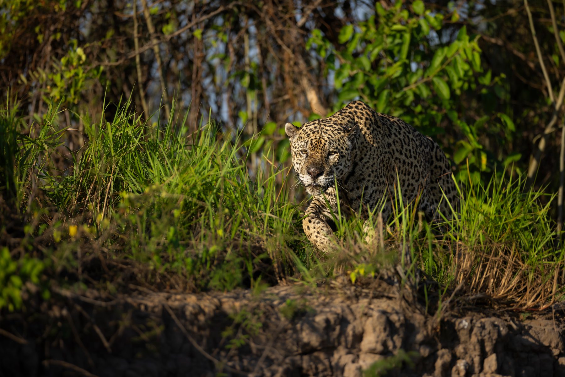 Ousado patrols his territory