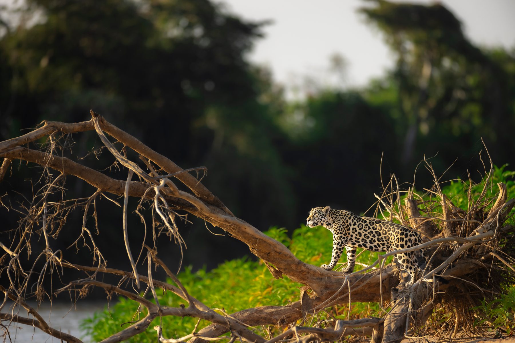 Guaraci finds a nice spot to scope for Caimans