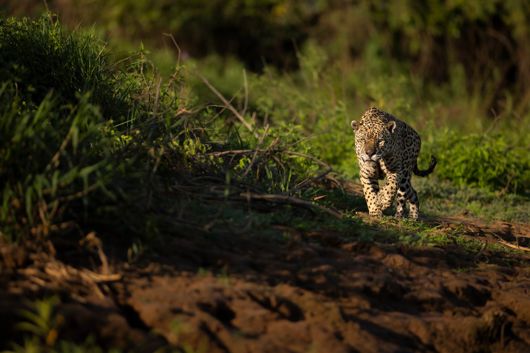 Ousado patrols his territory