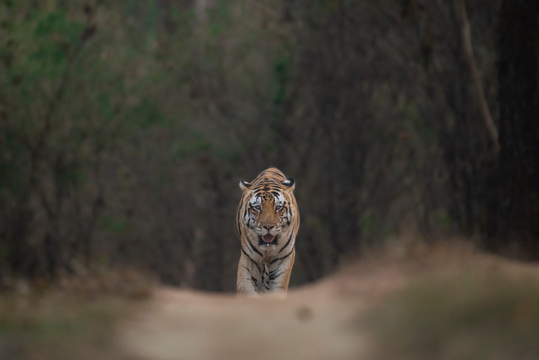 A young male tiger walking down a dirt track in flat morning light