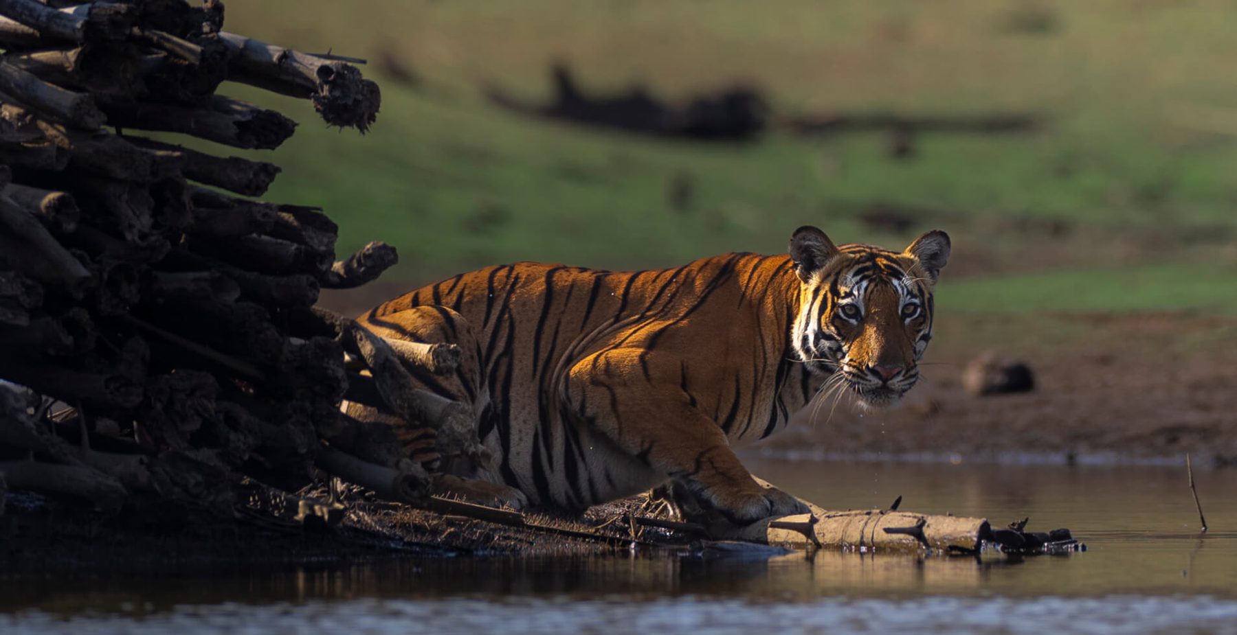 A tiger crouched at the water's edge among a tangle of pale dead branches, reflected in the still water below