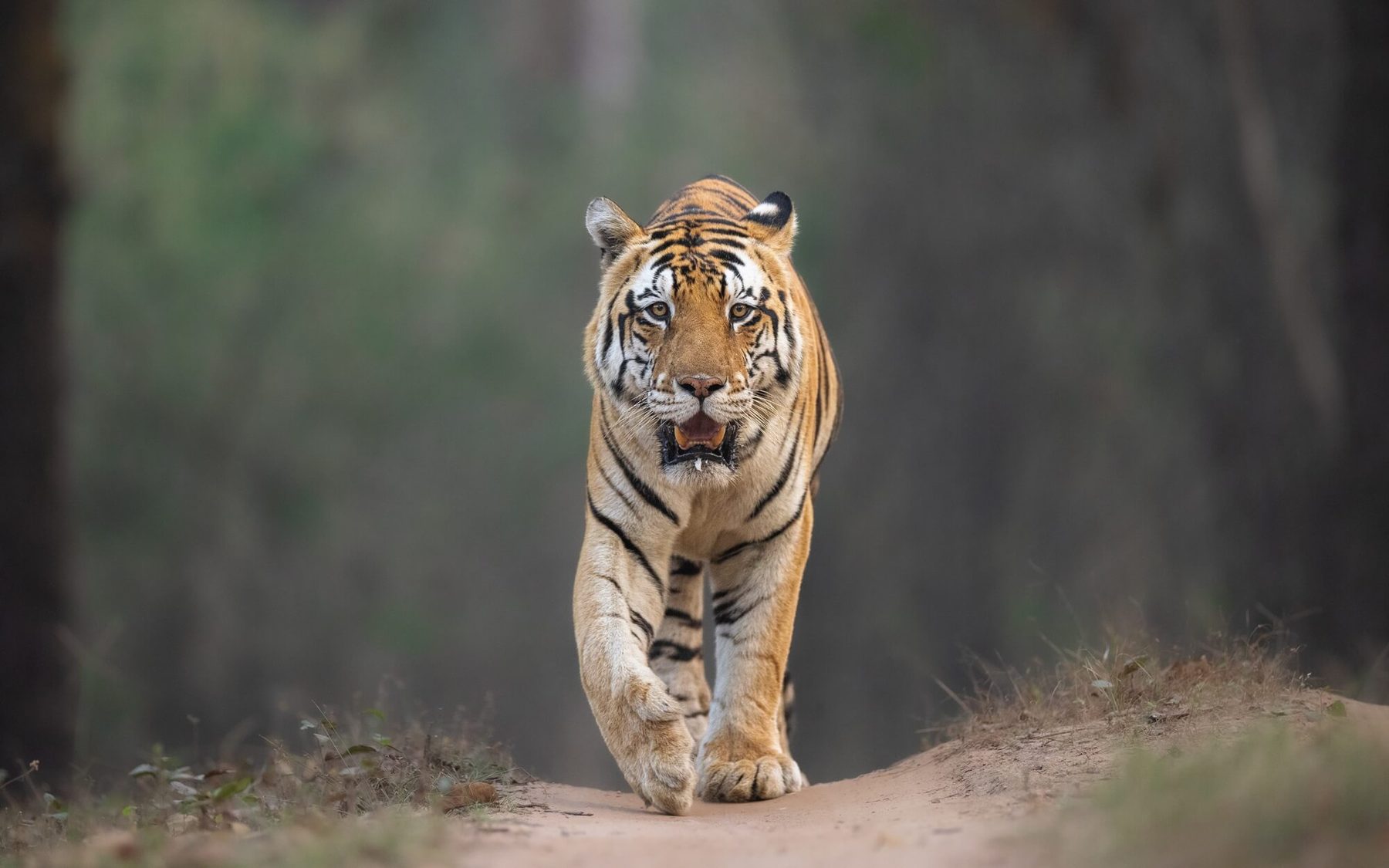 A tiger walking down a forest track towards the camera