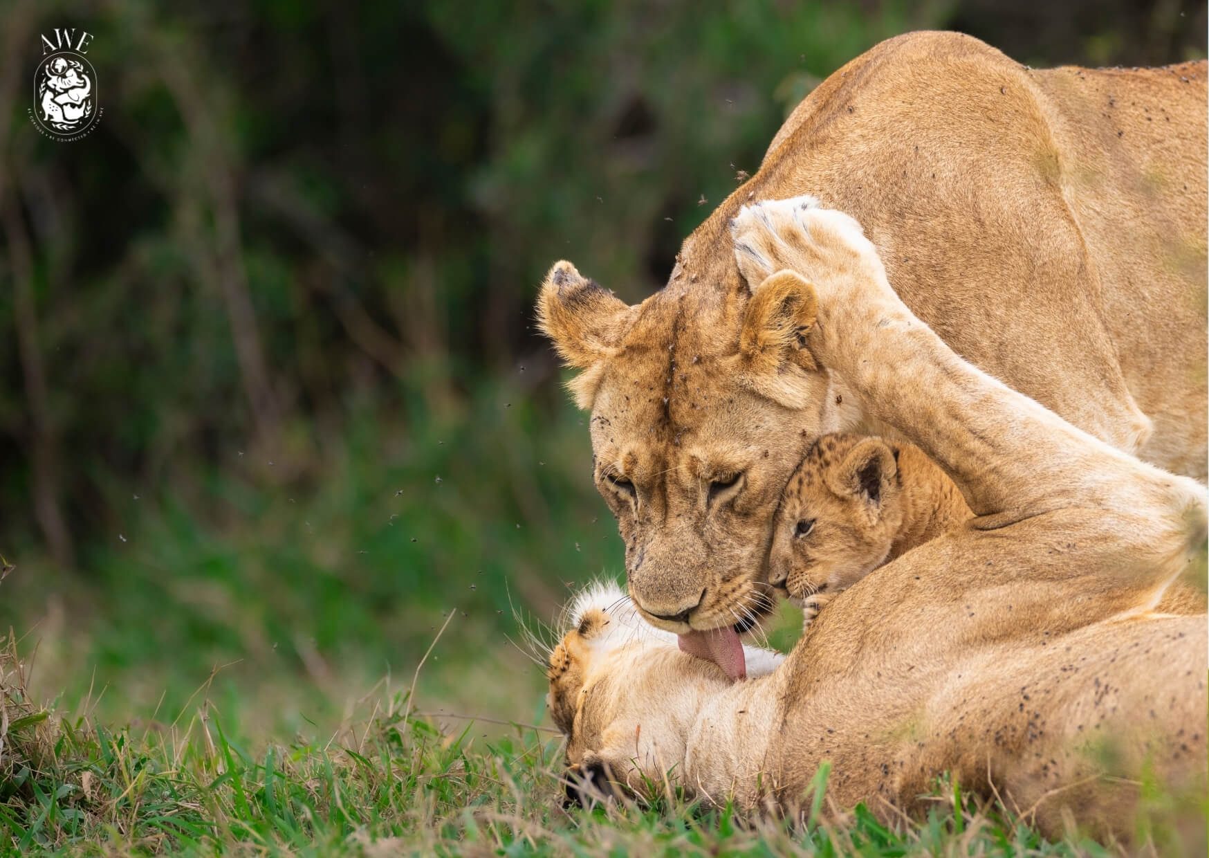 A lioness lying in grass with two cubs pressed against her face, one licking her muzzle