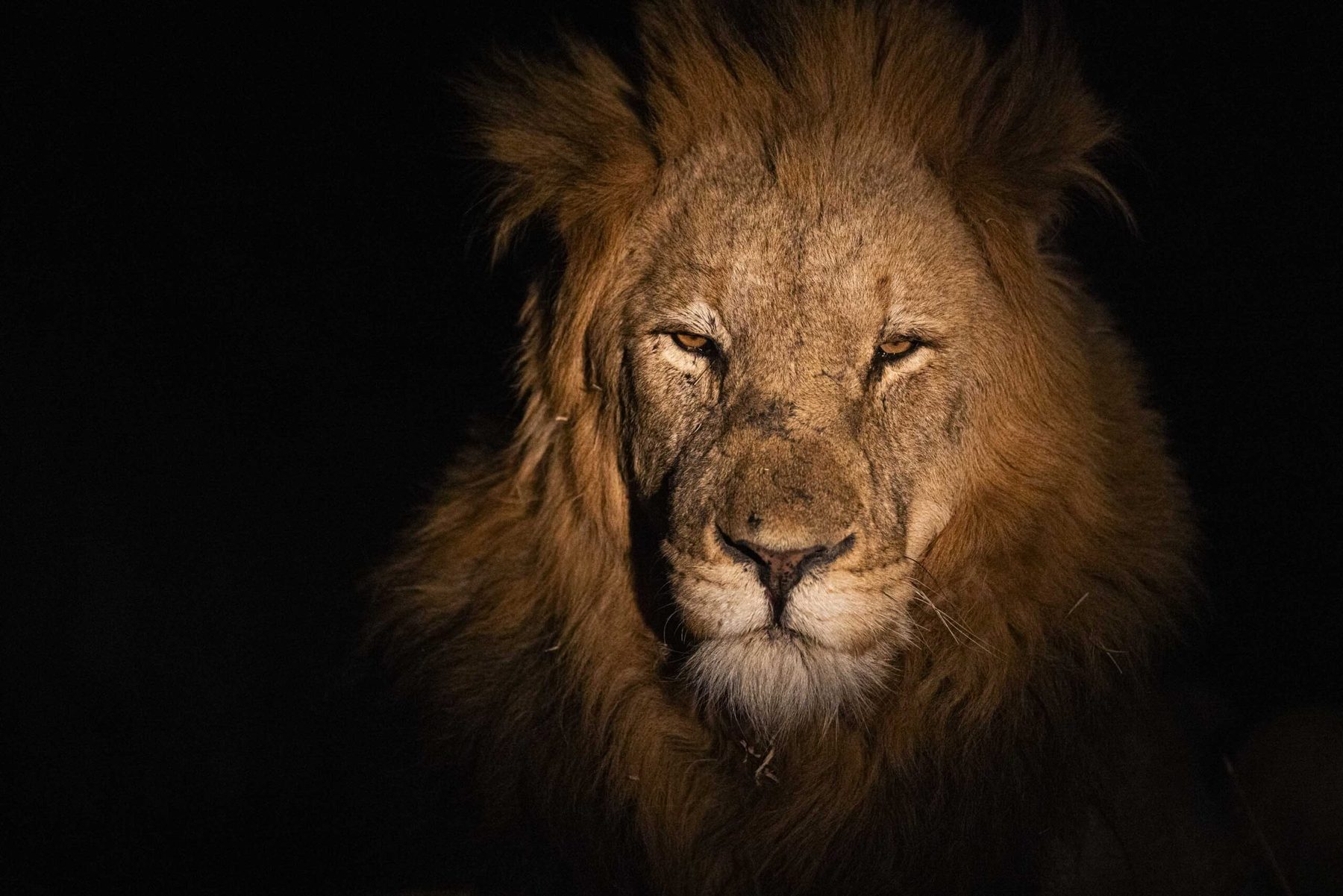 A male lion's face emerging from near-total darkness, only his mane and muzzle catching the light