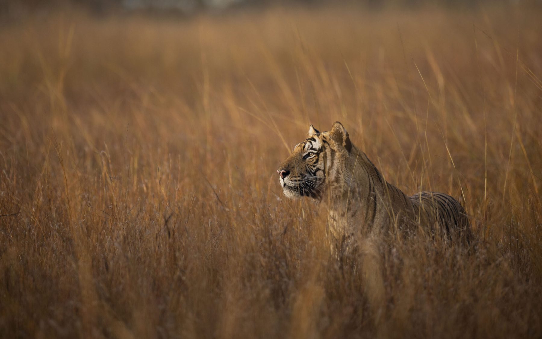 A male tiger standing side-on in tall golden grass, head turned to the camera