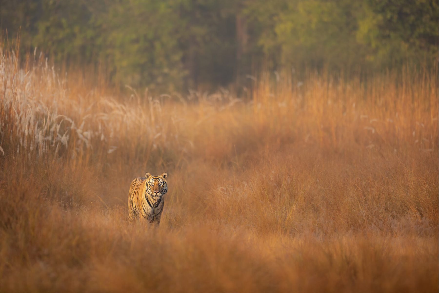 A tiger reduced to a small orange mark far out in a sea of golden meadow grass