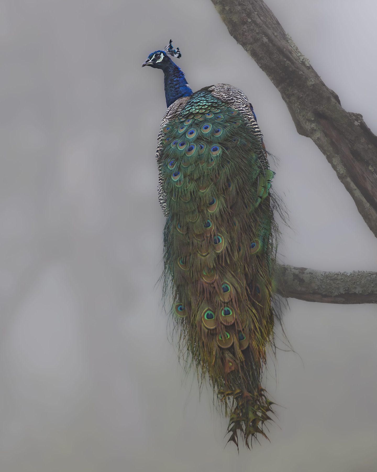 A peacock perched on a bare branch in pale mist, its long tail hanging straight down