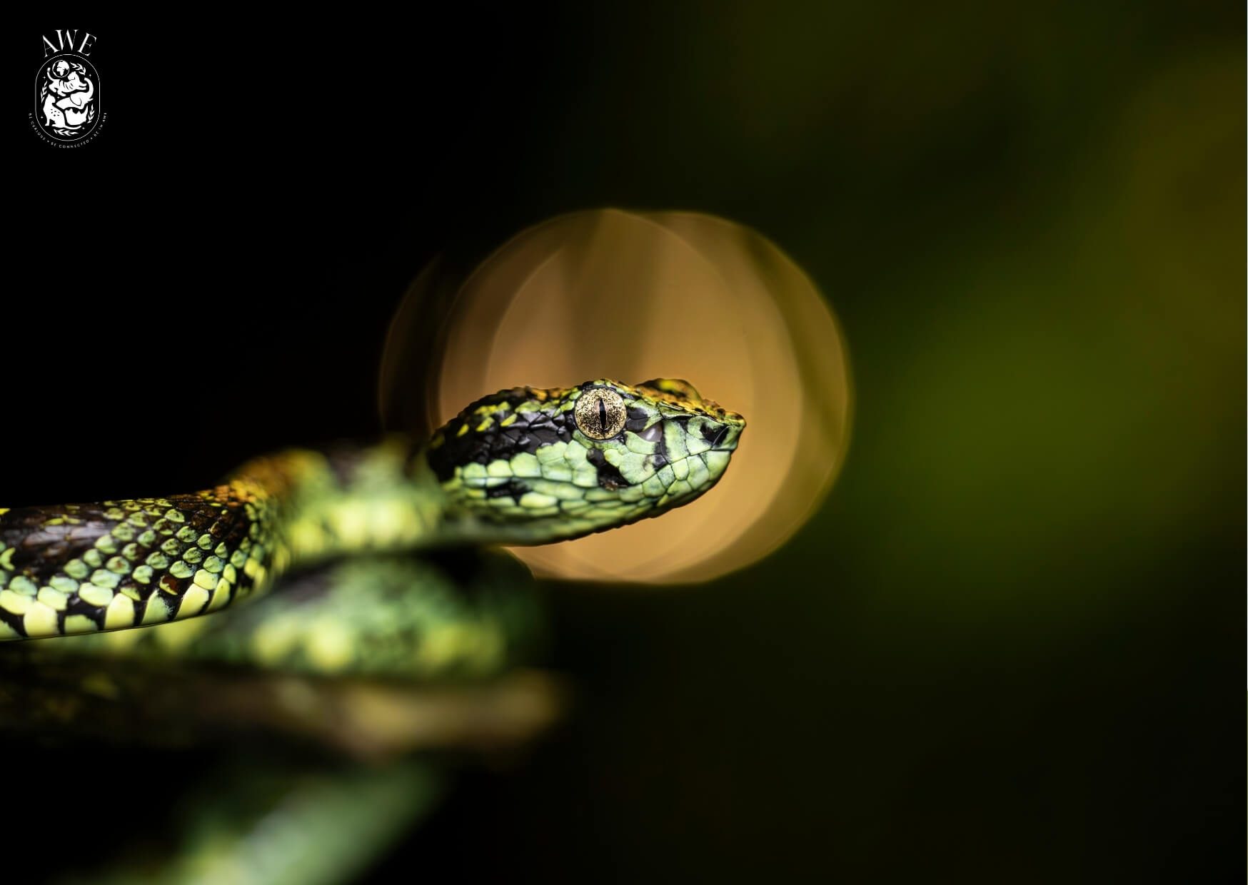 A green pit viper coiled on a branch against black, a single gold disc of light behind its head
