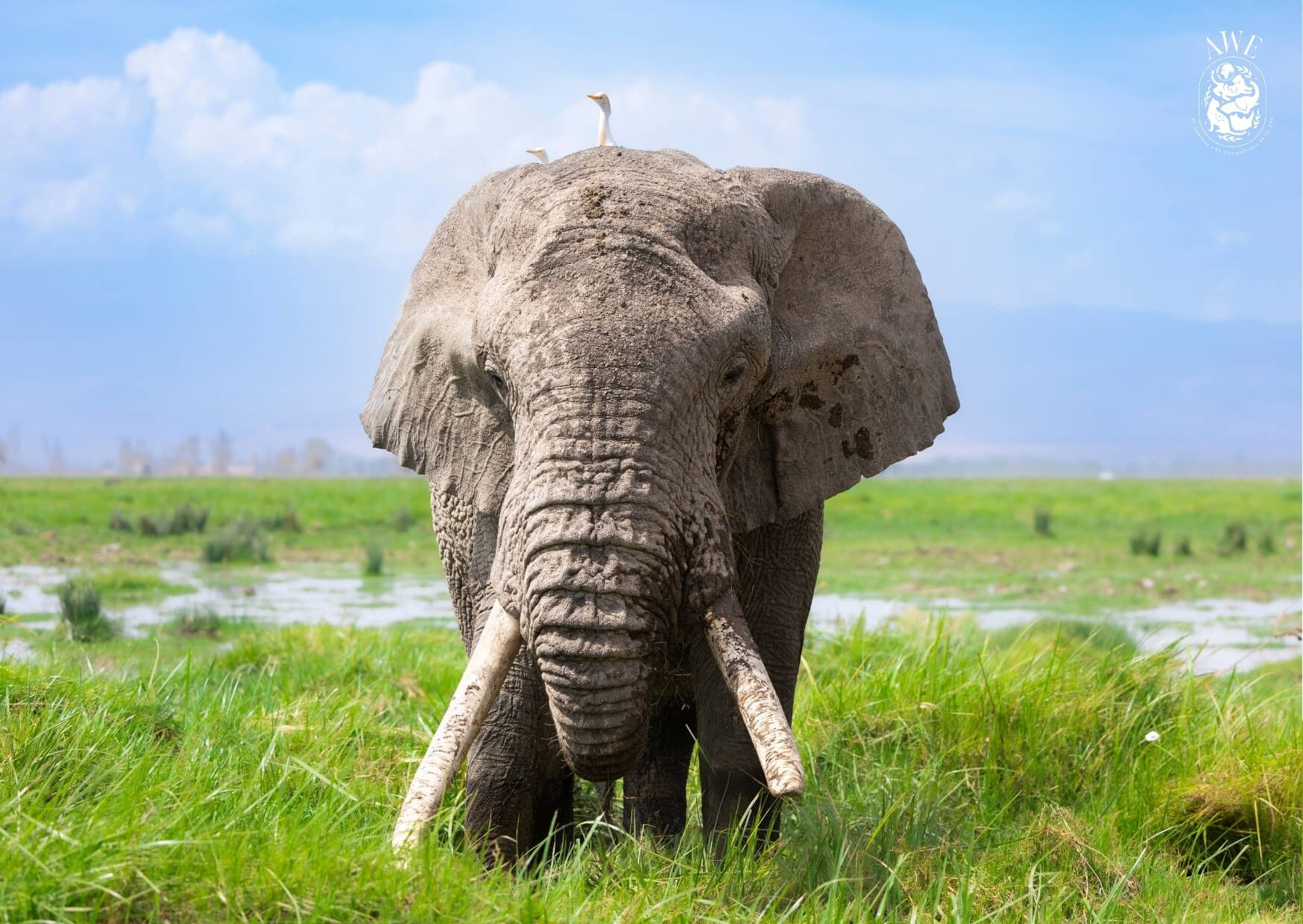 "Elephant Crane", an Atlas Wild Experiences postcard