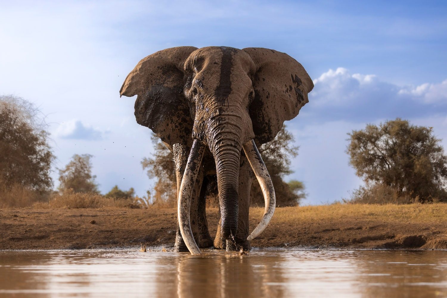 "Entre Nous", an Atlas Wild Experiences print, from the Collector Series