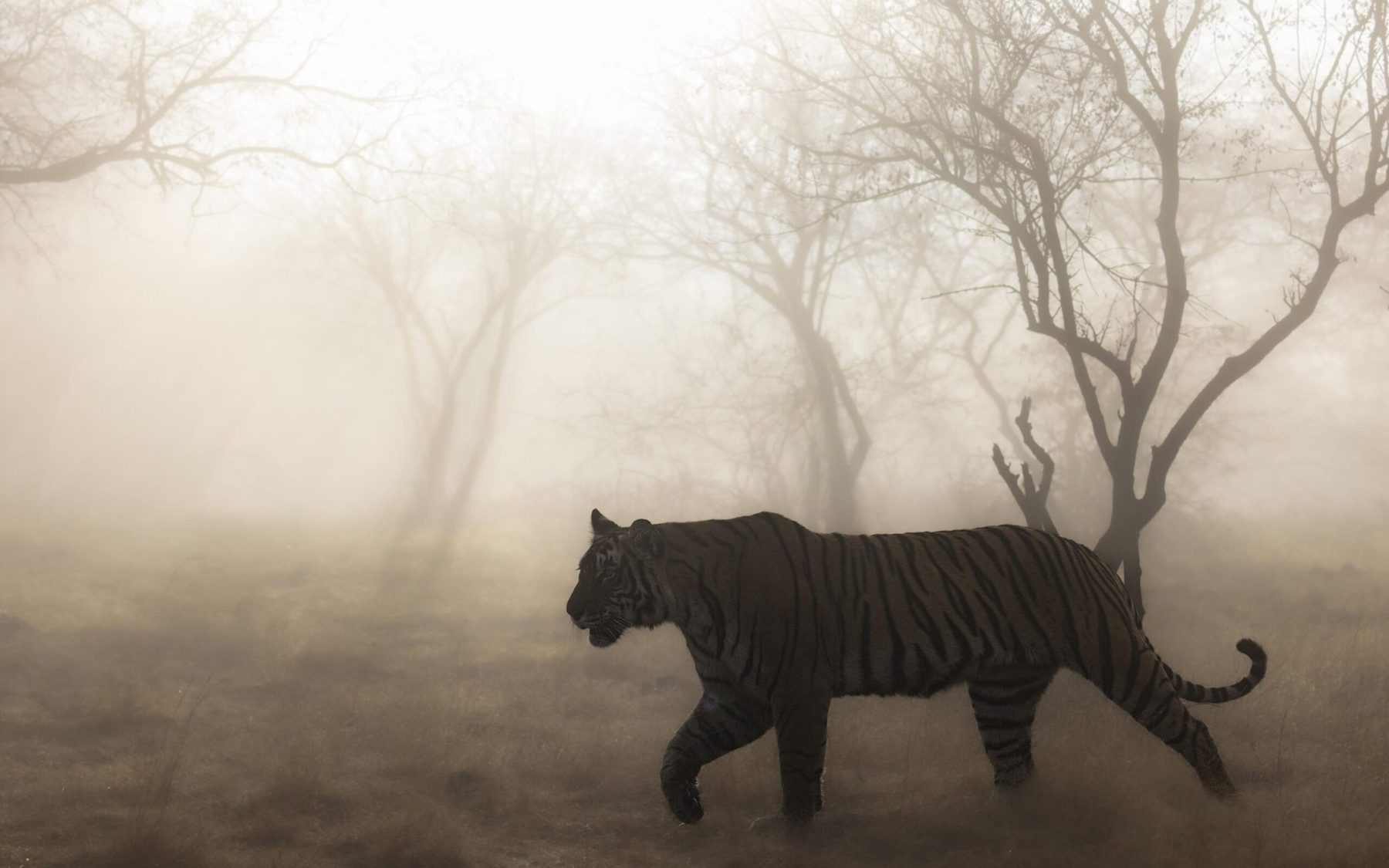 "Ethereal", an Atlas Wild Experiences print, from the Collector Series
