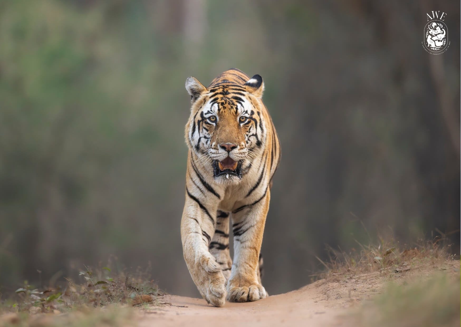 "Jr. Bajrang", an Atlas Wild Experiences postcard