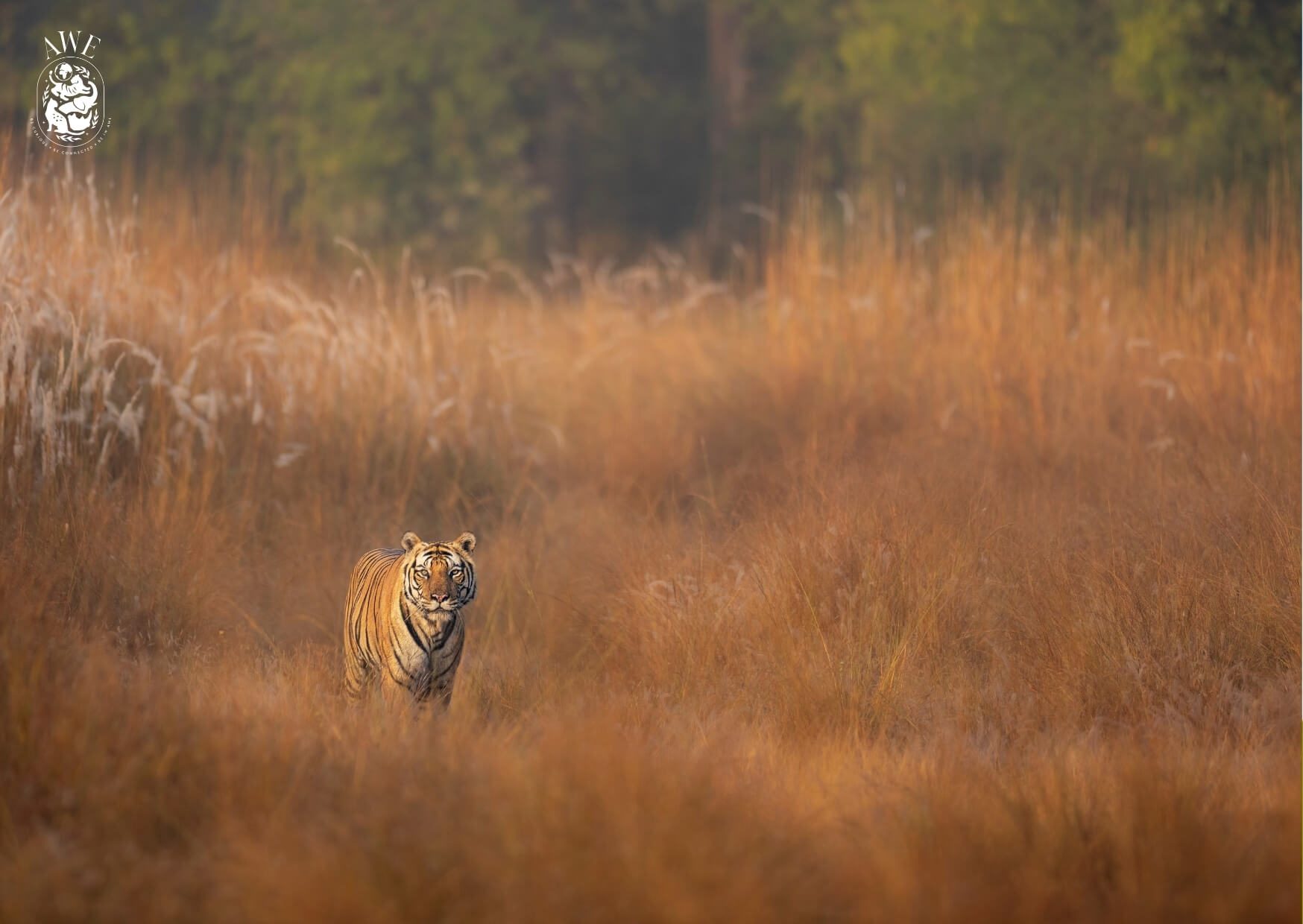 "Mahaman In The Meadows", an Atlas Wild Experiences postcard
