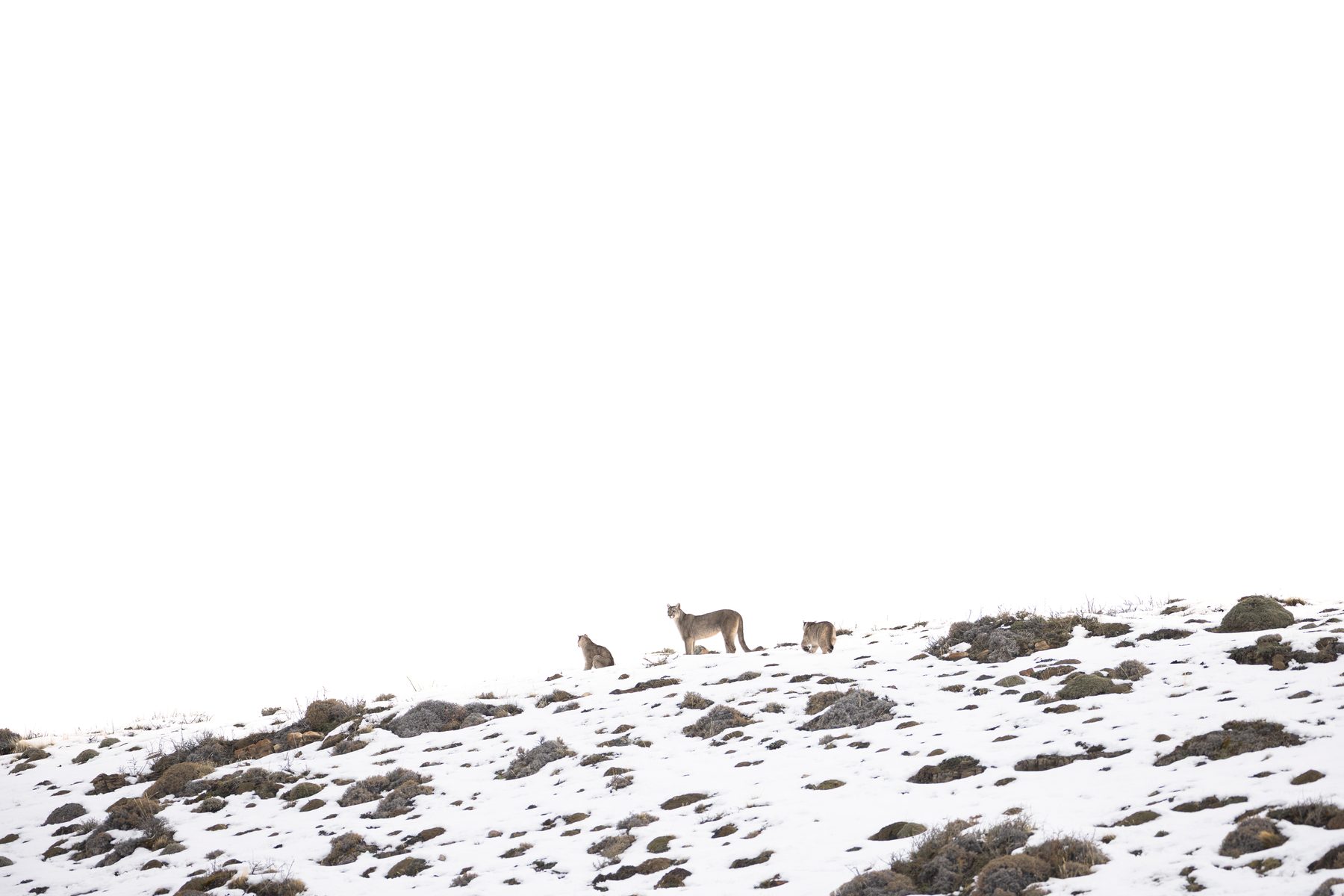 Amarga and her kittens on the ridgeline