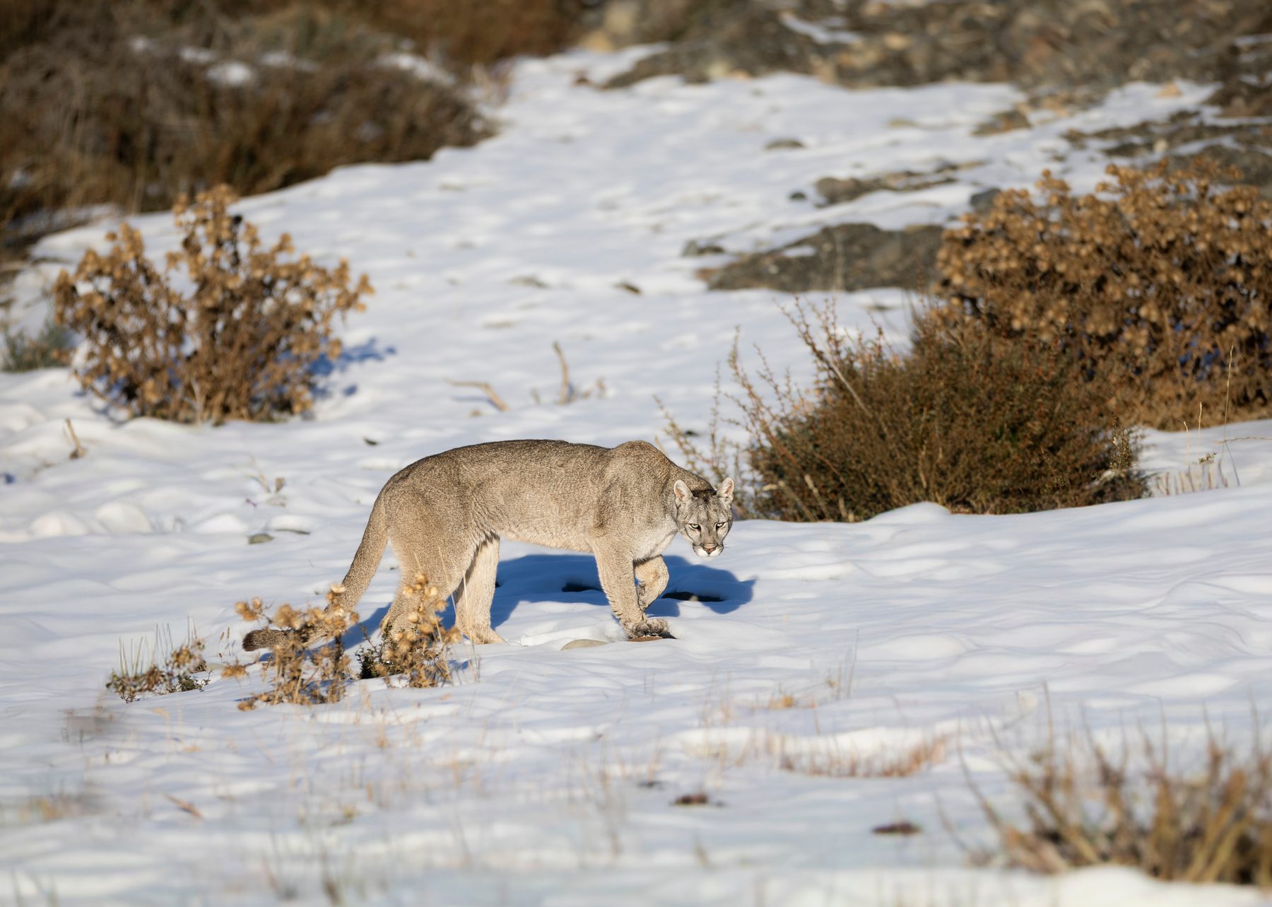Dania stalks some Guanaco