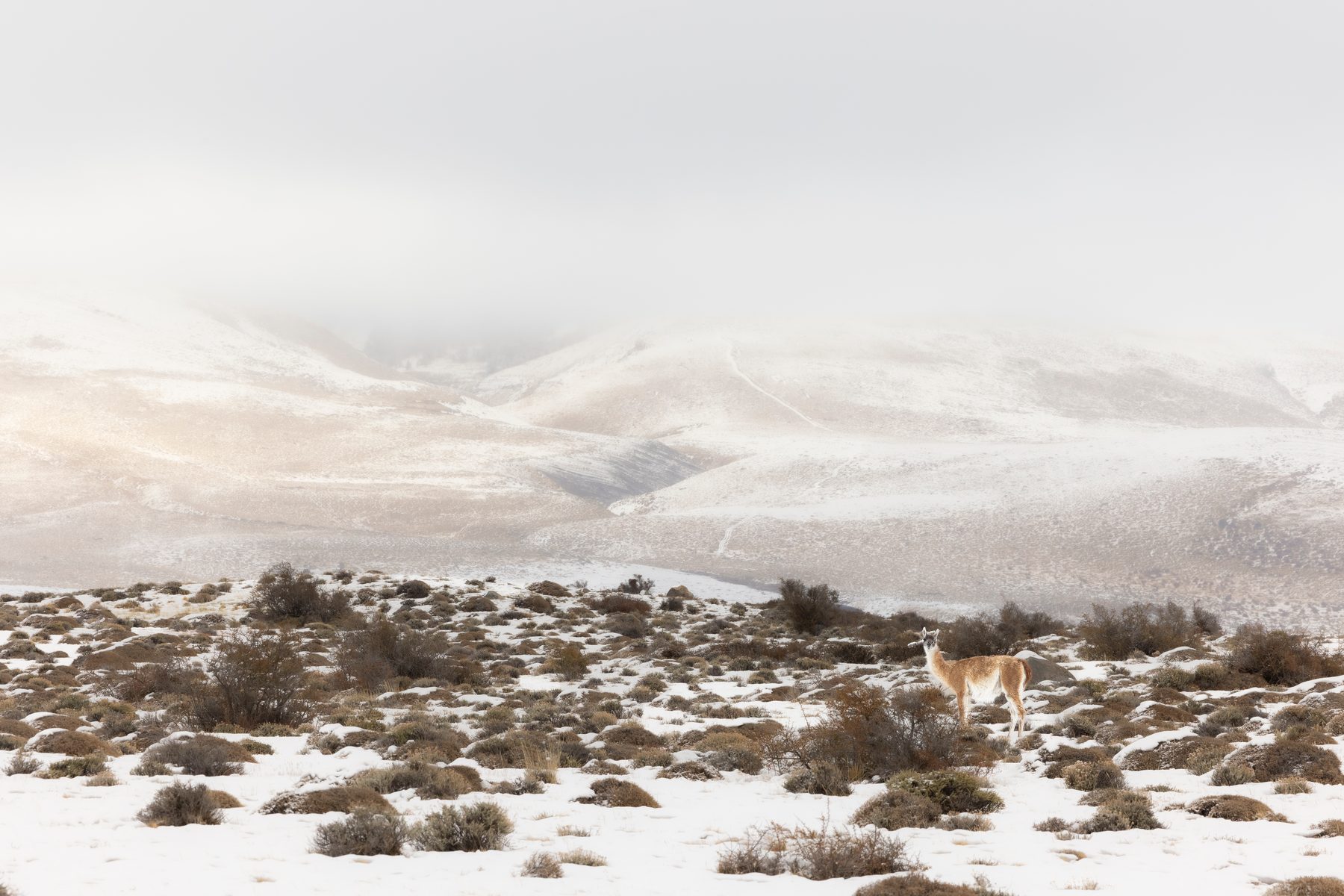 Guanaco landscape