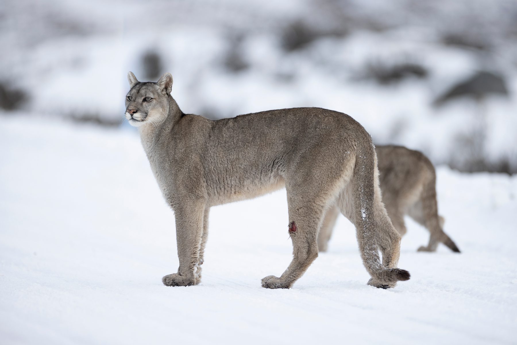 Amarga and her kittens cross the road