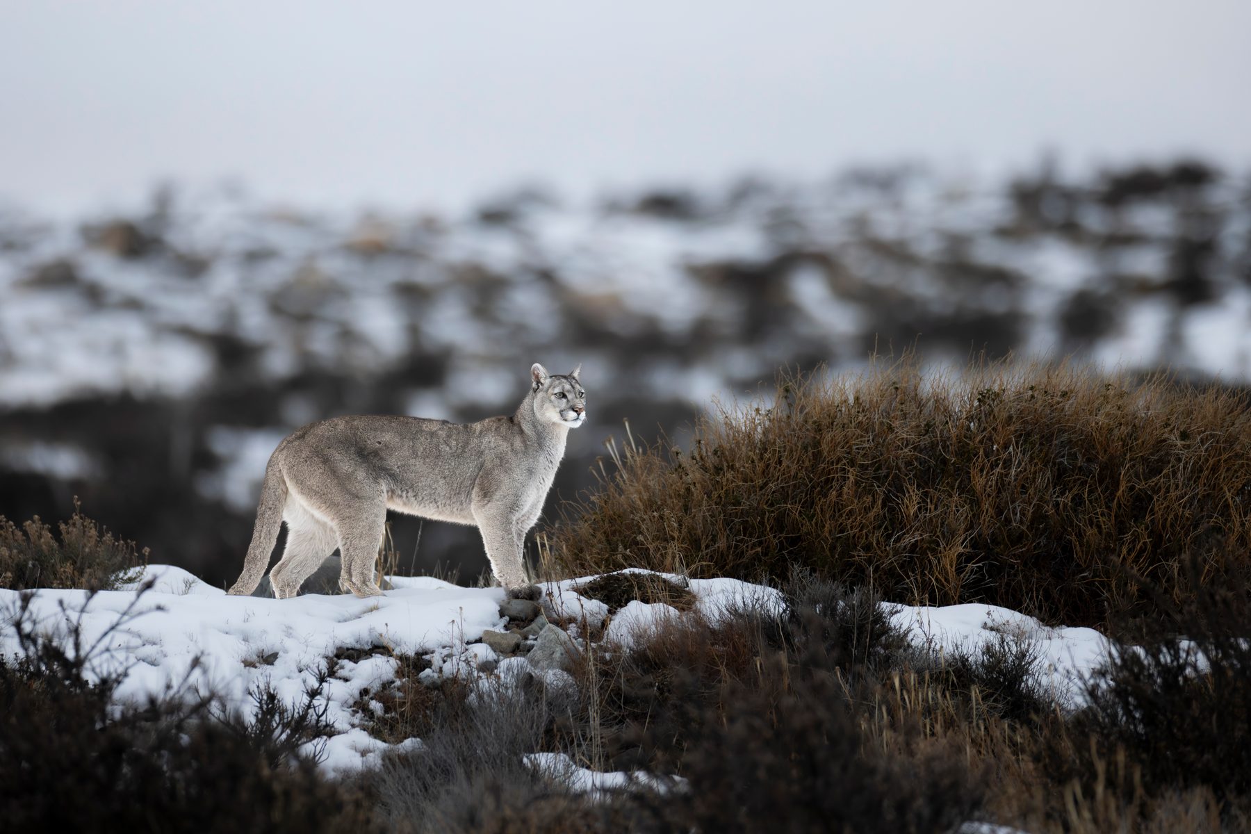 Amarga scopes for some Guanaco