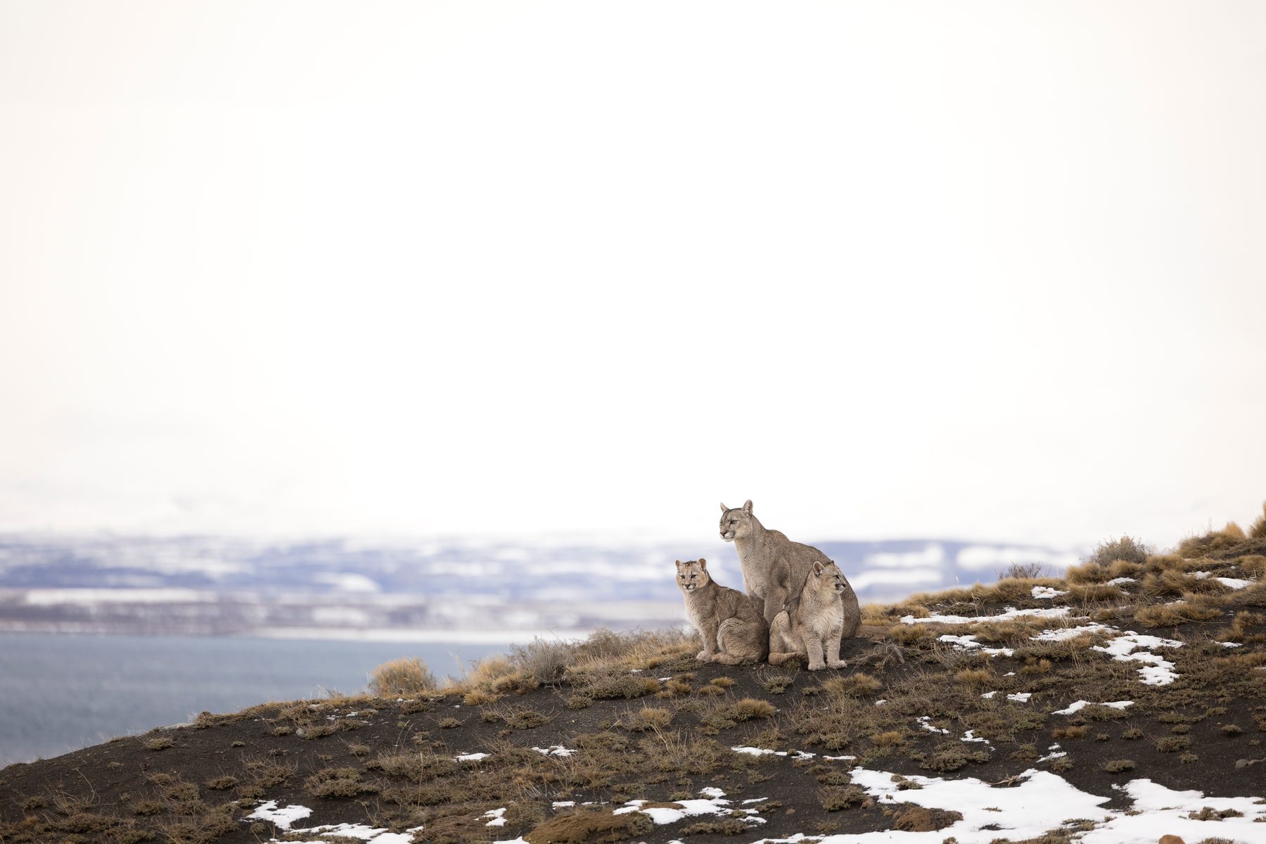 Amarga and her kittens on a hill