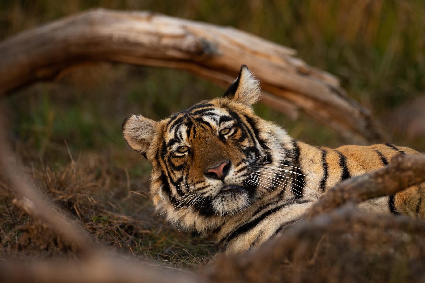 A tiger lying under a fallen branch at Ranthambore, looking directly into the lens