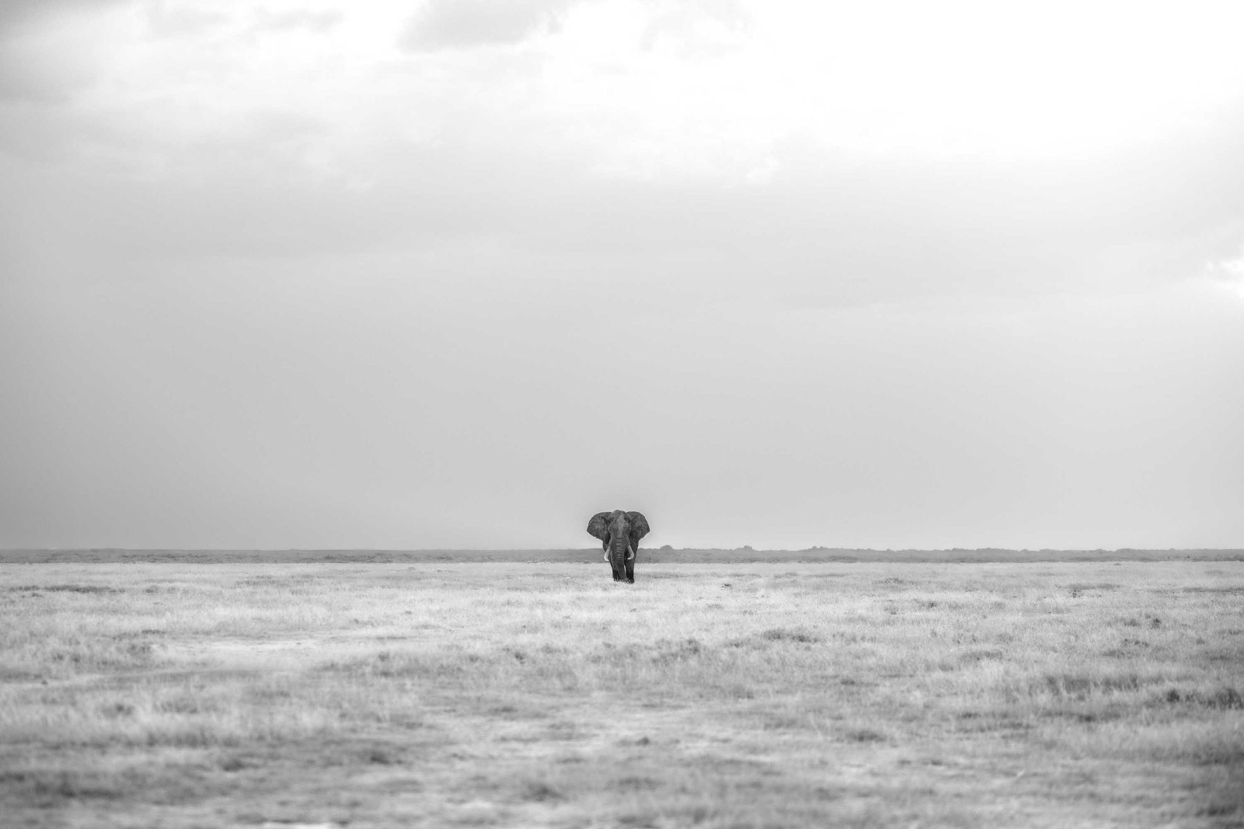 A single elephant far out on an empty high-key plain in black and white, almost lost in haze