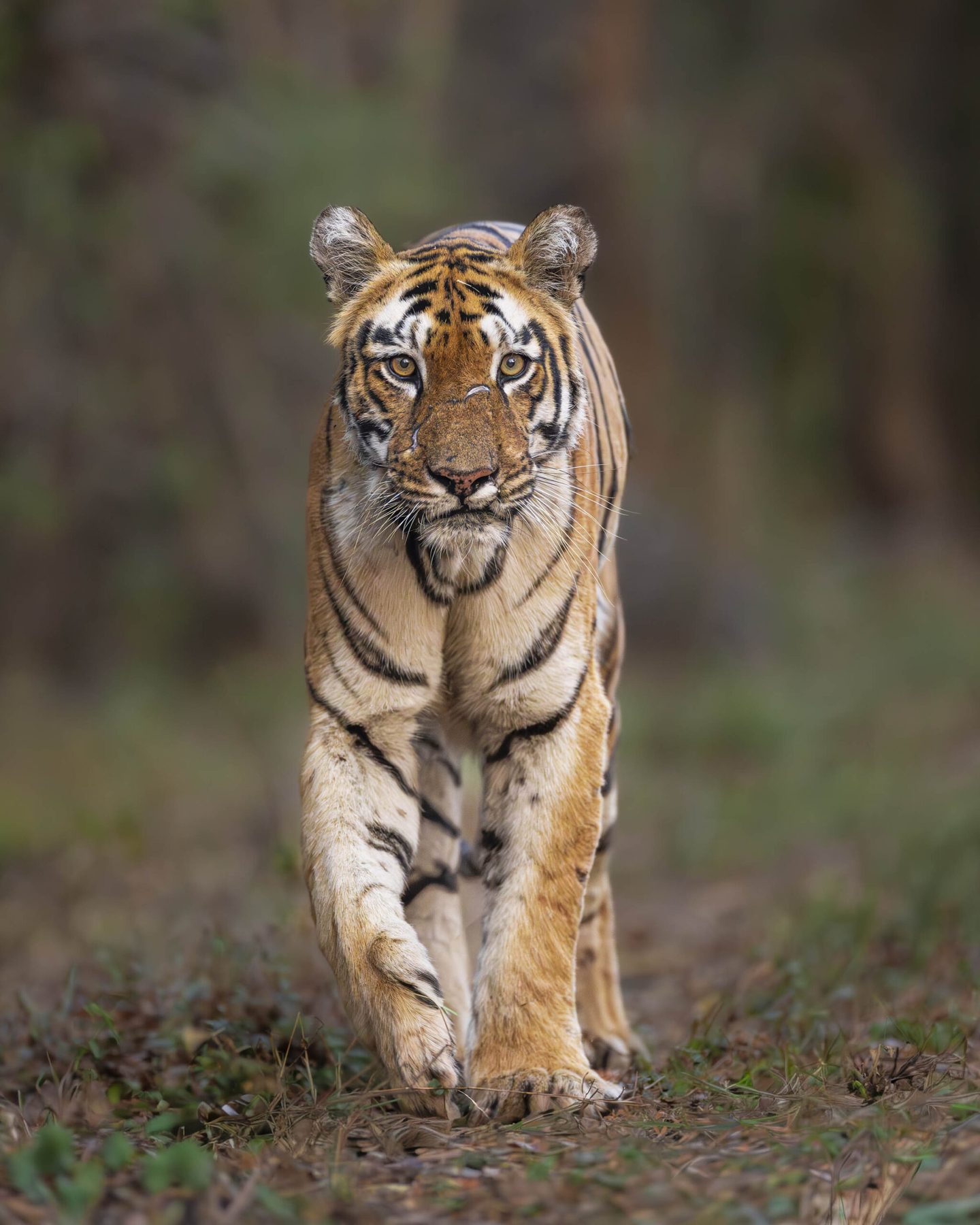 The tigress Sonam walking down a green forest track towards the vehicle