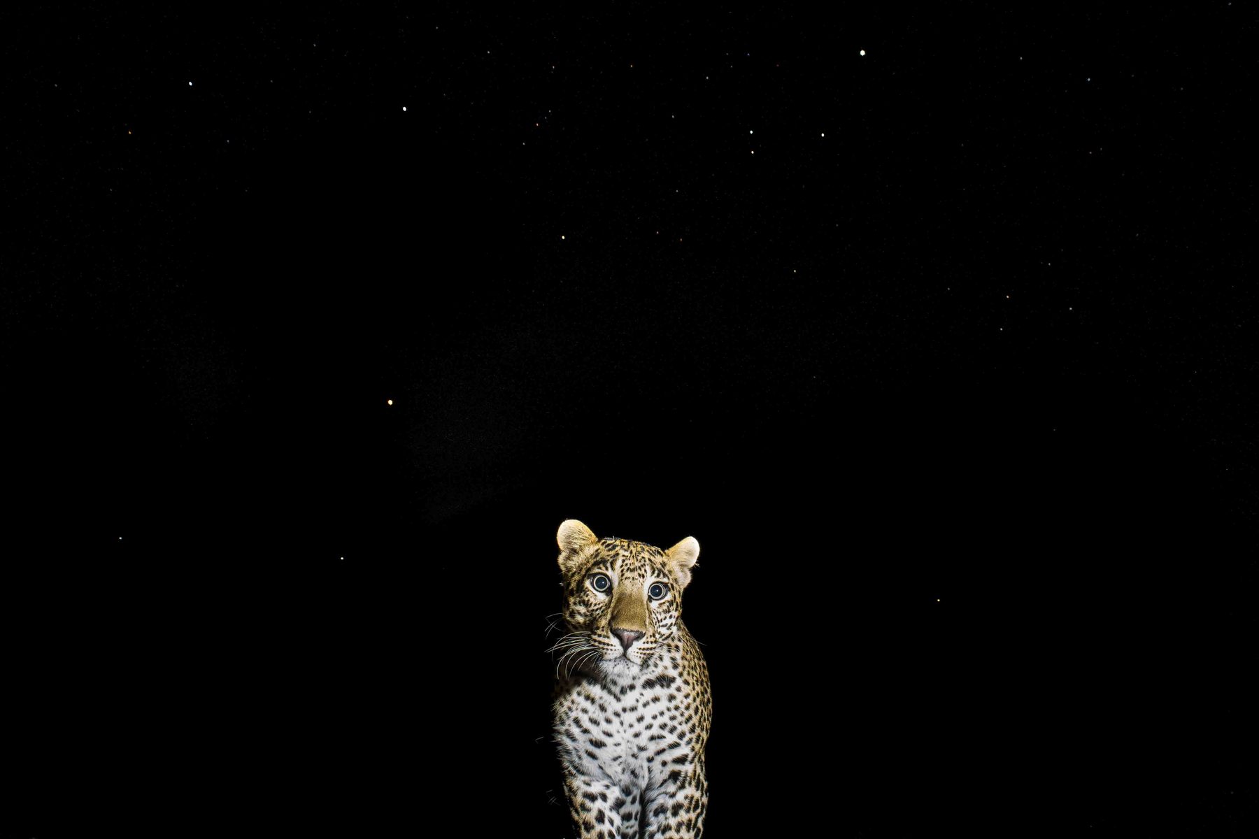 A leopard standing tiny at the foot of a vast black night sky scattered with stars