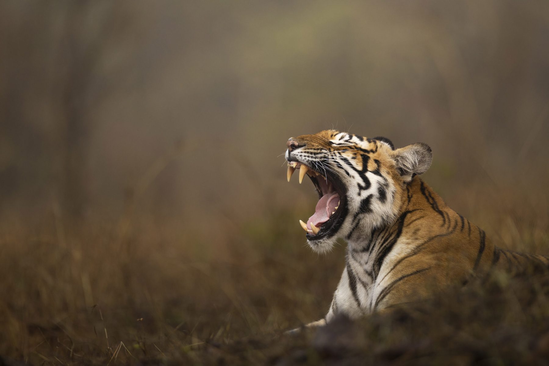 A tigress mid-yawn in golden grass, canines fully bared