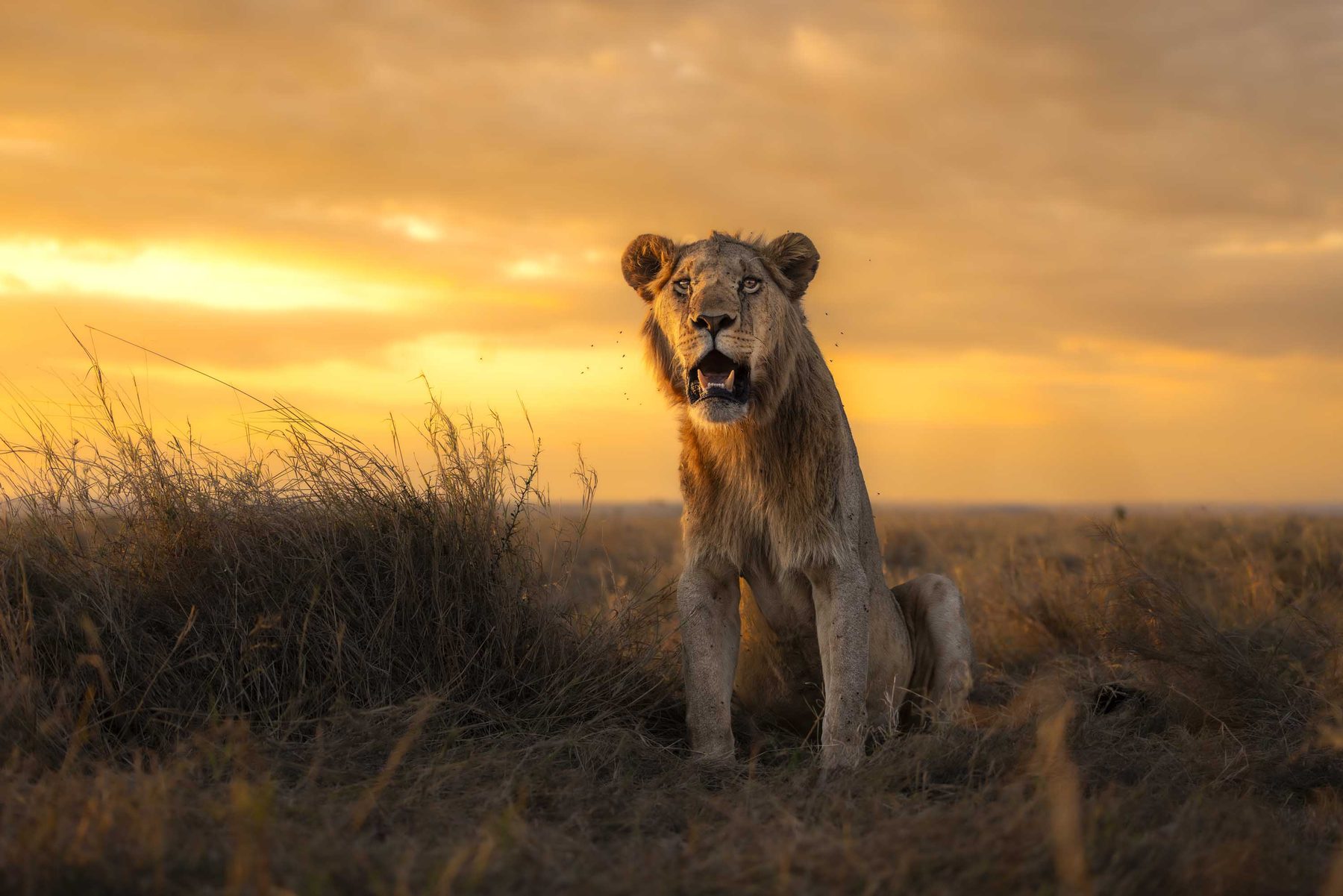 A lioness sitting upright and calling into a burning orange sunset over dry savannah grass