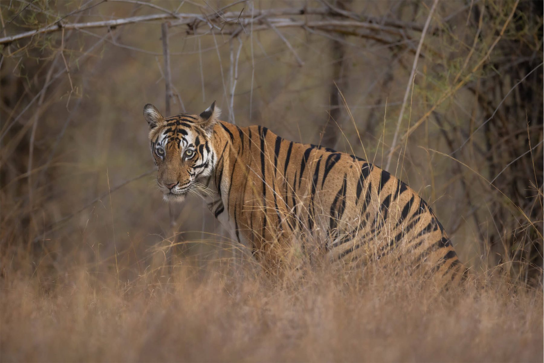 A tiger standing broadside among the pale trunks of a dry deciduous forest