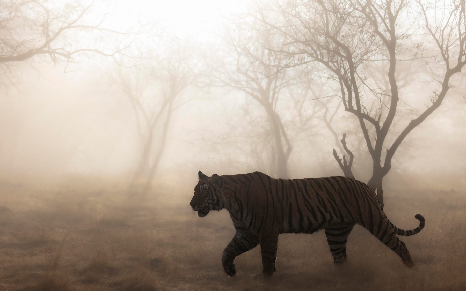 A tiger walking through pale morning fog among bare trees, lit from behind by a hidden sun