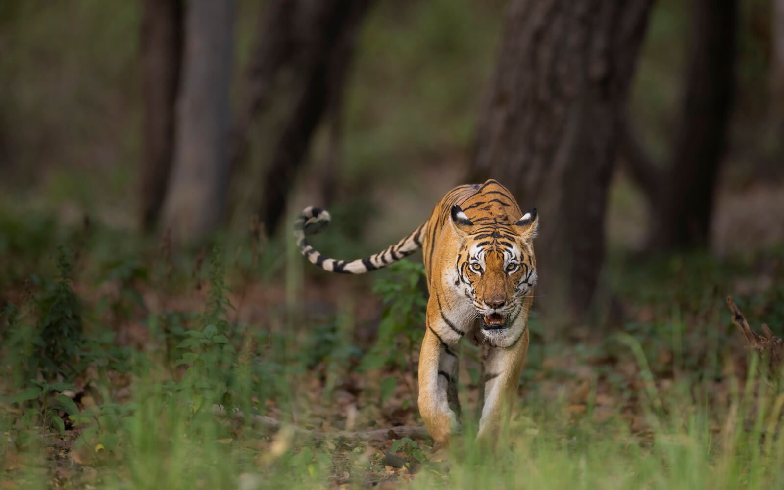 A tiger walking through open green sal forest in soft light