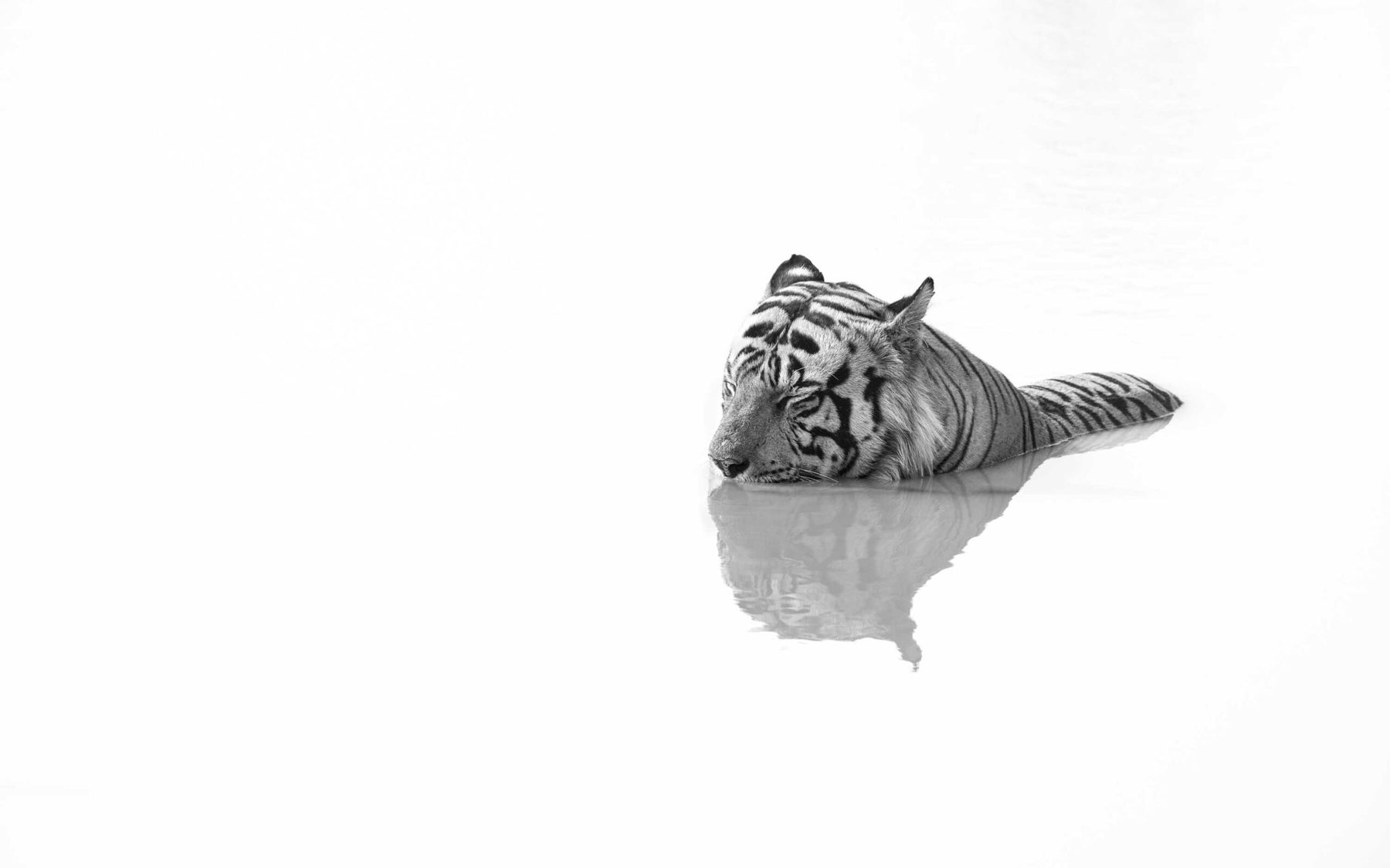 A tiger lying half-submerged in pale water, mirrored in it, almost the only mark on a white frame