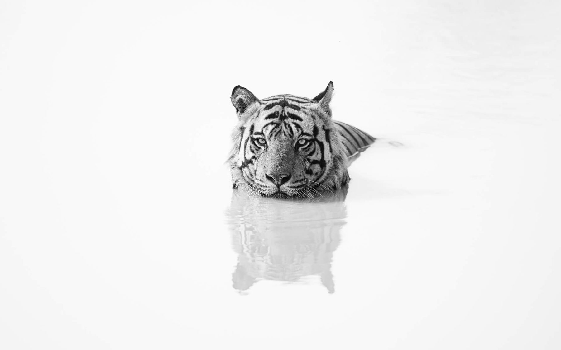 A tiger's head above still white water, reflected beneath it, in a near-white high-key frame